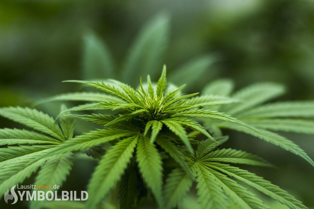 Bautzen - Cannabis in Wohnung gefunden 