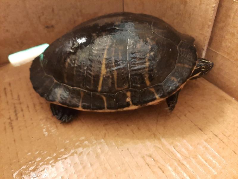 Schildkröte gerettet - Besitzer gesucht