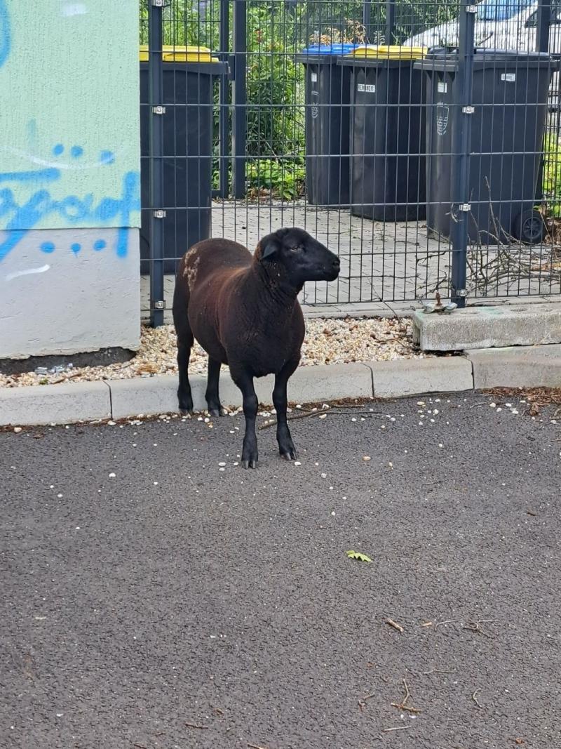 Schwarzes Schaf auf Abwegen