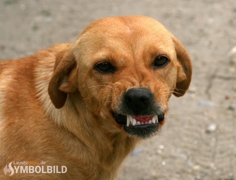 Von Hund attackiert